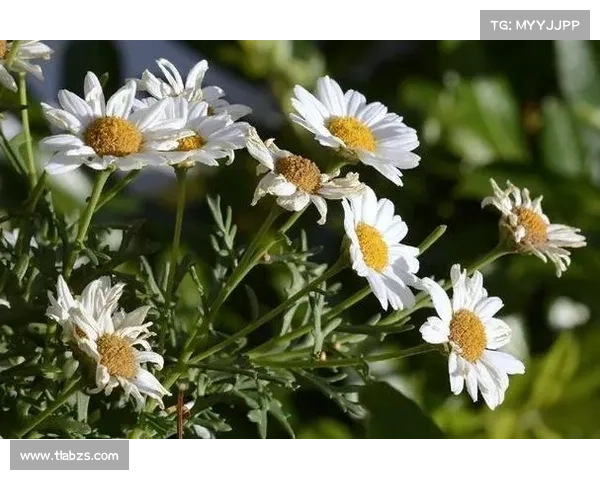 卷帘绿魔的生态奥秘与家庭养护实用技巧全解析 卷帘绿魔的生态奥秘与家庭养护实用技巧全解析